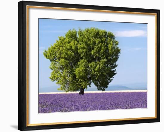 Tree in a Lavender Field, Valensole Plateau, Provence, France-Nadia Isakova-Framed Photographic Print