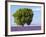 Tree in a Lavender Field, Valensole Plateau, Provence, France-Nadia Isakova-Framed Photographic Print