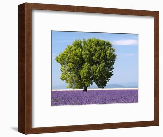 Tree in a Lavender Field, Valensole Plateau, Provence, France-Nadia Isakova-Framed Photographic Print