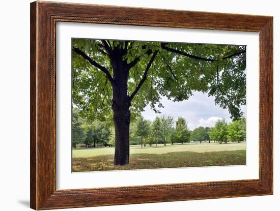 Tree in a Park in Germany-Felipe Rodriguez-Framed Photographic Print