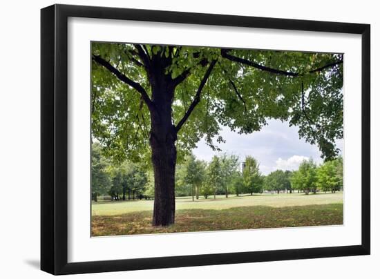 Tree in a Park in Germany-Felipe Rodriguez-Framed Photographic Print