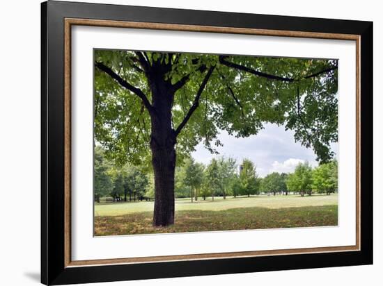 Tree in a Park in Germany-Felipe Rodriguez-Framed Photographic Print