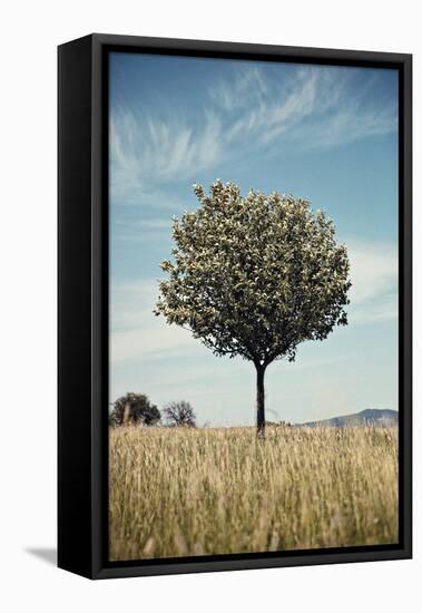 Tree in an Unmown Field with a Hill in the Background in Southern Burgenland, Austria-Rainer Schoditsch-Framed Premier Image Canvas