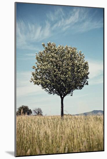 Tree in an Unmown Field with a Hill in the Background in Southern Burgenland, Austria-Rainer Schoditsch-Mounted Photographic Print
