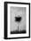 Tree in Black and White-Imaginative-Framed Photographic Print