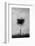 Tree in Black and White-Imaginative-Framed Photographic Print