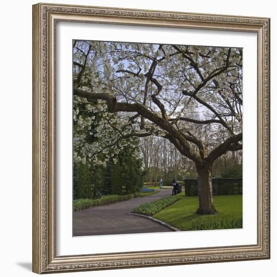 Tree in Blook, Keukenhof Gardens, Holland-Anna Miller-Framed Photographic Print