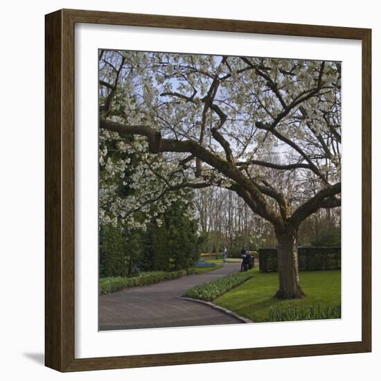 Tree in Blook, Keukenhof Gardens, Holland-Anna Miller-Framed Photographic Print