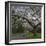 Tree in Blook, Keukenhof Gardens, Holland-Anna Miller-Framed Photographic Print