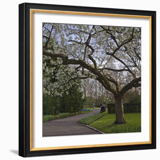 Tree in Blook, Keukenhof Gardens, Holland-Anna Miller-Framed Photographic Print
