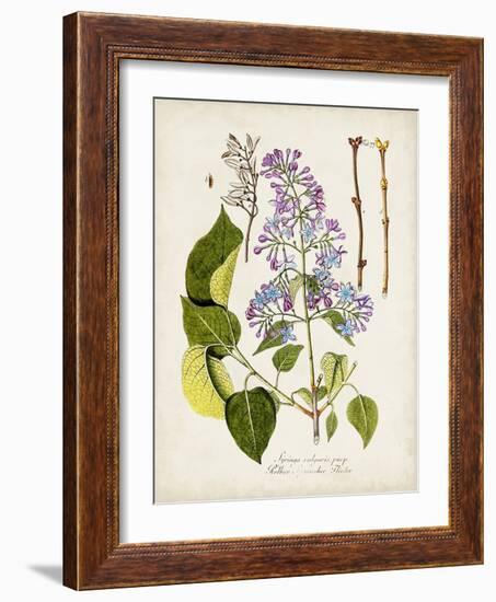 Tree in Bloom VI-Unknown-Framed Art Print