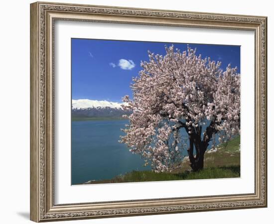 Tree in Blossom, Akdamar Island, Lake Van, Anatolia, Turkey Minor, Eurasia-Woolfitt Adam-Framed Photographic Print