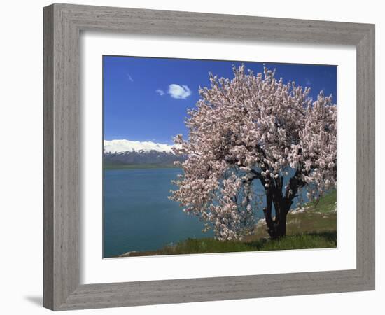 Tree in Blossom, Akdamar Island, Lake Van, Anatolia, Turkey Minor, Eurasia-Woolfitt Adam-Framed Photographic Print