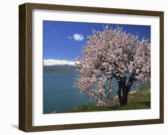 Tree in Blossom, Akdamar Island, Lake Van, Anatolia, Turkey Minor, Eurasia-Woolfitt Adam-Framed Photographic Print