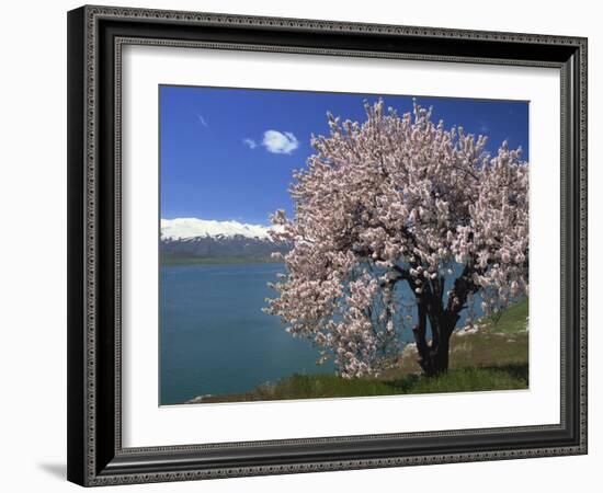 Tree in Blossom, Akdamar Island, Lake Van, Anatolia, Turkey Minor, Eurasia-Woolfitt Adam-Framed Photographic Print