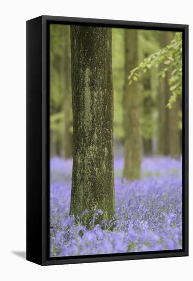 Tree in Bluebell Forest, Ashridge, Hertfordshire, England-David Clapp-Framed Premier Image Canvas