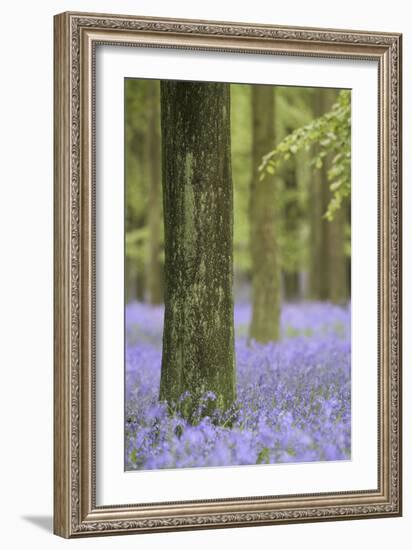 Tree in Bluebell Forest, Ashridge, Hertfordshire, England-David Clapp-Framed Photographic Print