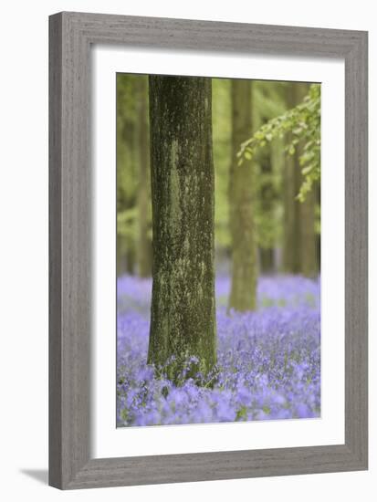 Tree in Bluebell Forest, Ashridge, Hertfordshire, England-David Clapp-Framed Photographic Print