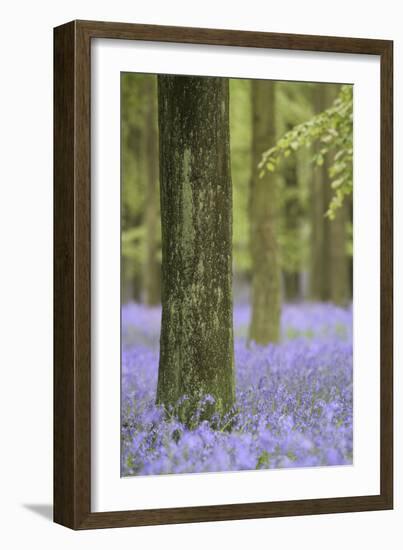 Tree in Bluebell Forest, Ashridge, Hertfordshire, England-David Clapp-Framed Photographic Print