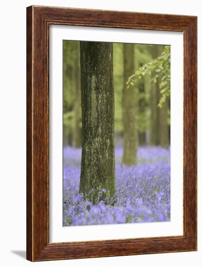 Tree in Bluebell Forest, Ashridge, Hertfordshire, England-David Clapp-Framed Photographic Print