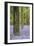 Tree in Bluebell Forest, Ashridge, Hertfordshire, England-David Clapp-Framed Photographic Print