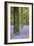 Tree in Bluebell Forest, Ashridge, Hertfordshire, England-David Clapp-Framed Photographic Print