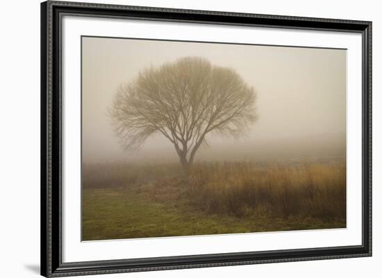 Tree in Field-David Winston-Framed Art Print