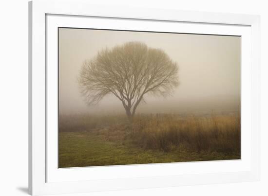 Tree in Field-David Winston-Framed Art Print