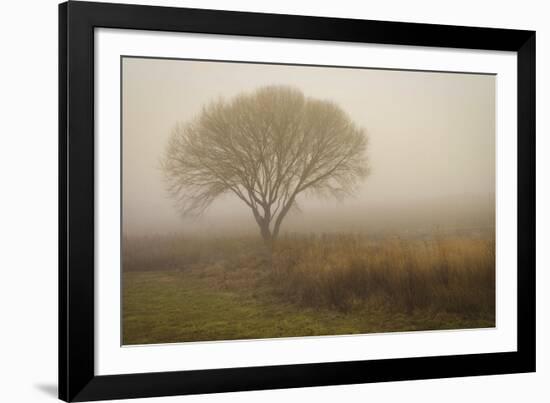 Tree in Field-David Winston-Framed Art Print