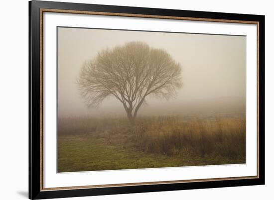 Tree in Field-David Winston-Framed Art Print