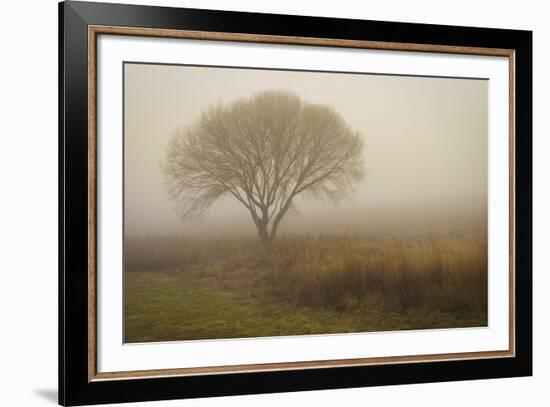 Tree in Field-David Winston-Framed Art Print