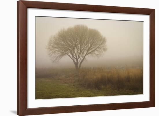 Tree in Field-David Winston-Framed Art Print