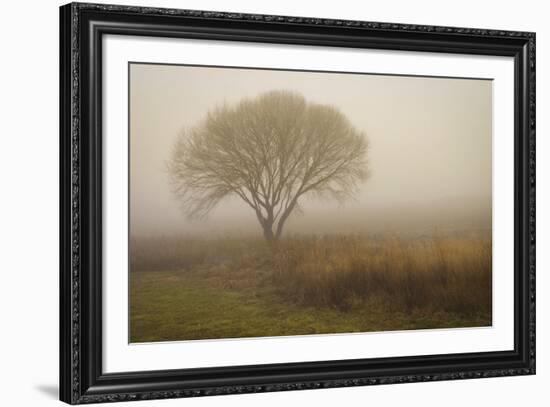 Tree in Field-David Winston-Framed Art Print