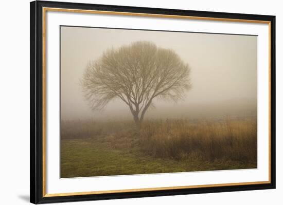 Tree in Field-David Winston-Framed Art Print