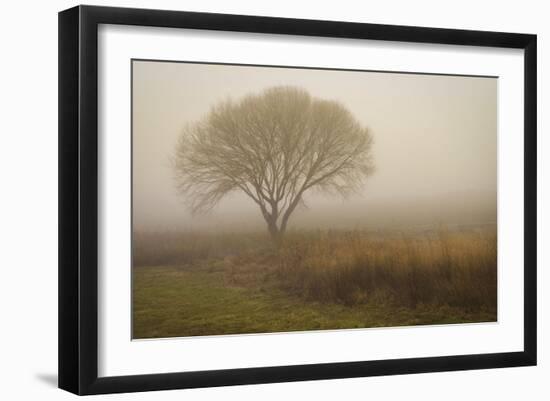 Tree in Field-David Winston-Framed Art Print