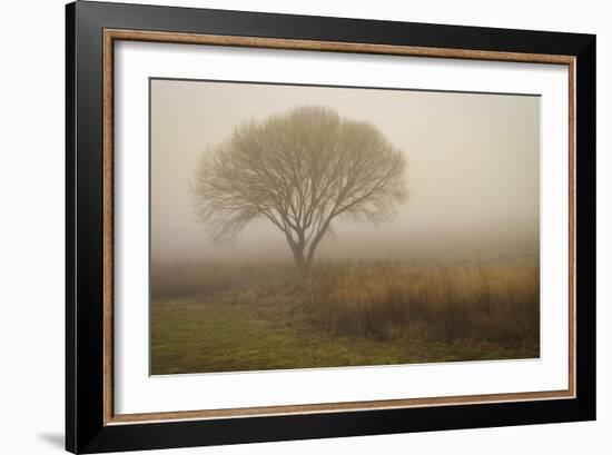 Tree in Field-David Winston-Framed Art Print