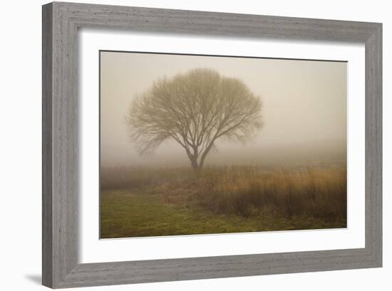 Tree in Field-David Winston-Framed Art Print