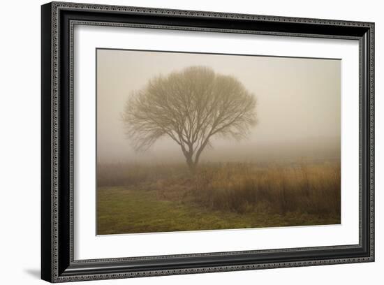 Tree in Field-David Winston-Framed Art Print