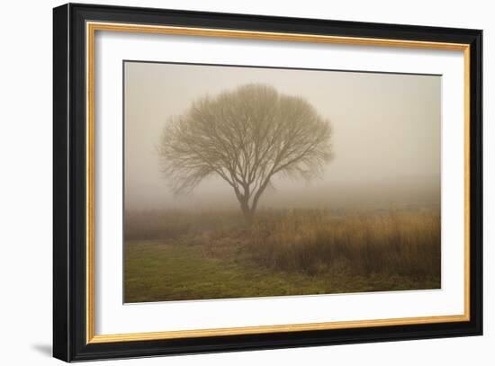 Tree in Field-David Winston-Framed Art Print