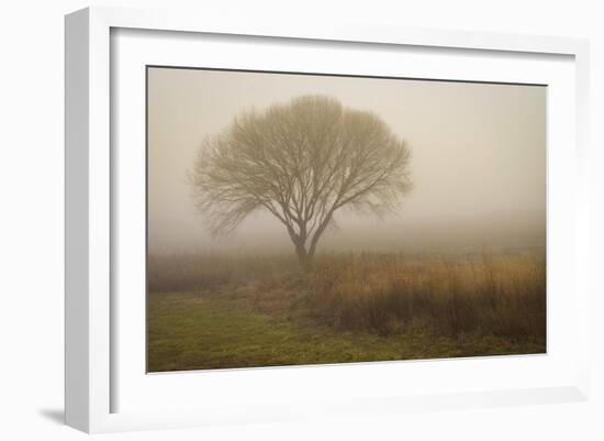 Tree in Field-David Winston-Framed Art Print