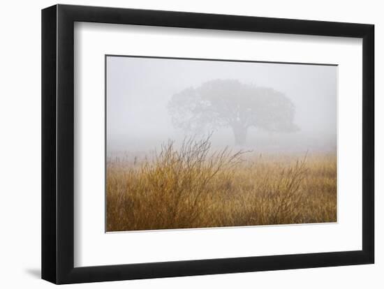 Tree in Fog-David Winston-Framed Giclee Print