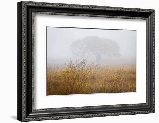 Tree in Fog-David Winston-Framed Giclee Print