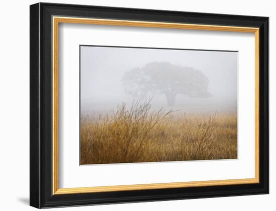 Tree in Fog-David Winston-Framed Giclee Print