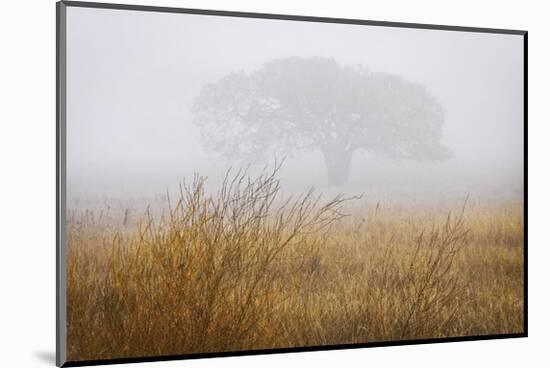 Tree in Fog-David Winston-Mounted Giclee Print
