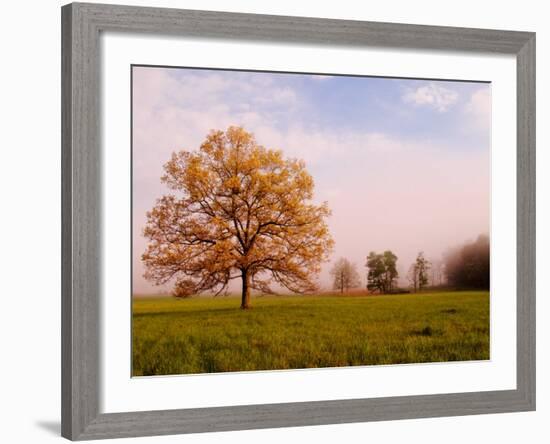 Tree in Foggy Meadow, Cades Cove, Great Smoky Mountains National Park, Tennessee, USA-Adam Jones-Framed Photographic Print