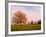 Tree in Foggy Meadow, Cades Cove, Great Smoky Mountains National Park, Tennessee, USA-Adam Jones-Framed Photographic Print