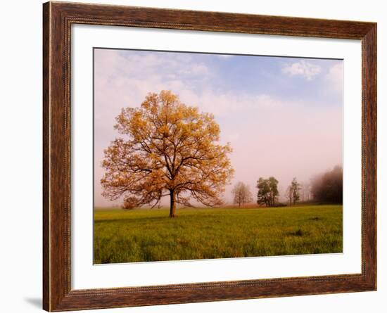 Tree in Foggy Meadow, Cades Cove, Great Smoky Mountains National Park, Tennessee, USA-Adam Jones-Framed Photographic Print