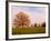 Tree in Foggy Meadow, Cades Cove, Great Smoky Mountains National Park, Tennessee, USA-Adam Jones-Framed Photographic Print