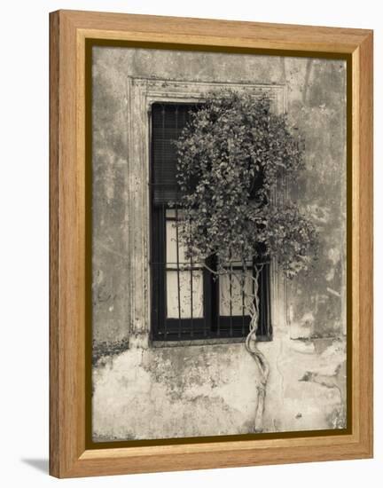 Tree in Front of the Window of a House, Calle San Jose, Colonia Del Sacramento, Uruguay-null-Framed Premier Image Canvas