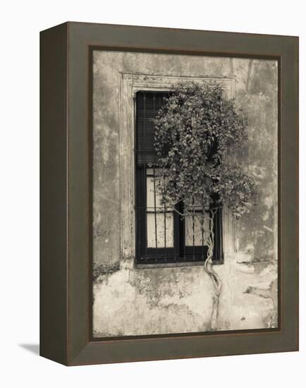 Tree in Front of the Window of a House, Calle San Jose, Colonia Del Sacramento, Uruguay-null-Framed Premier Image Canvas